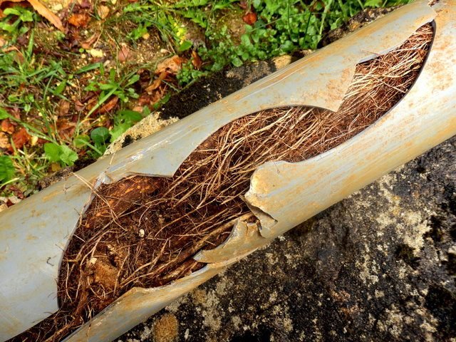 How Tree Roots Damage Pipes in Columbia, SC Best plumbing services in Columbia SC | Merritt Plumbing